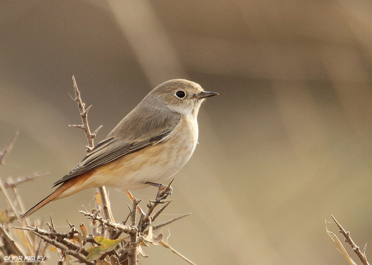   Common Redstart Phoenicurus phoenicurus samamisicus ,Bacha valley,Golan 23-10-11